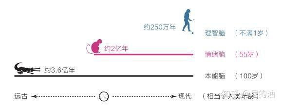 三重大脑的进化过程